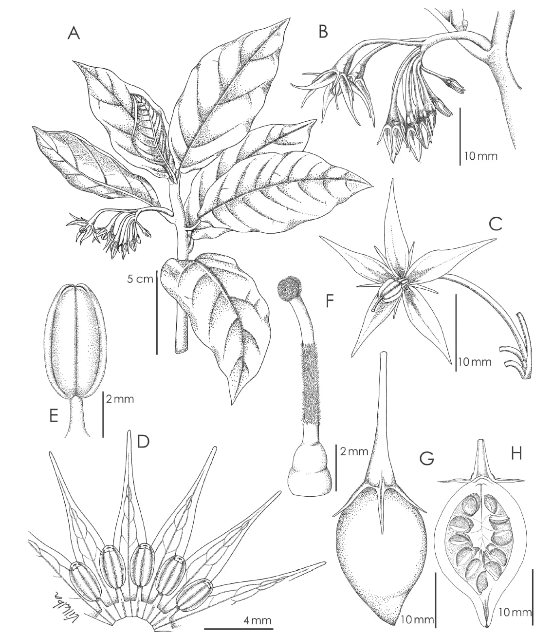 nueva especie de flora.