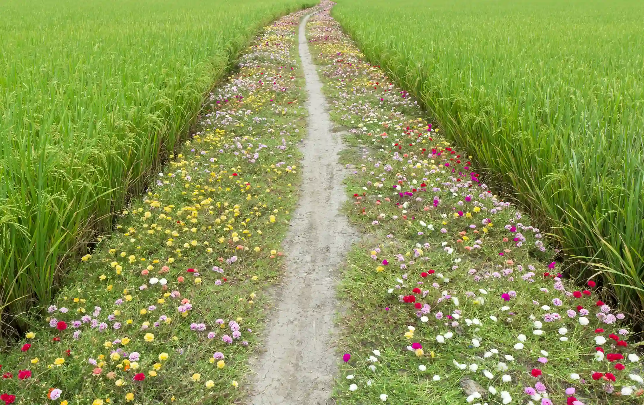El nuevo informe de la IPBES señala que la pérdida de biodiversidad se ha convertido en un riesgo sistémico para la estabilidad financiera global y el bienestar humano. (Foto: DIfusión)