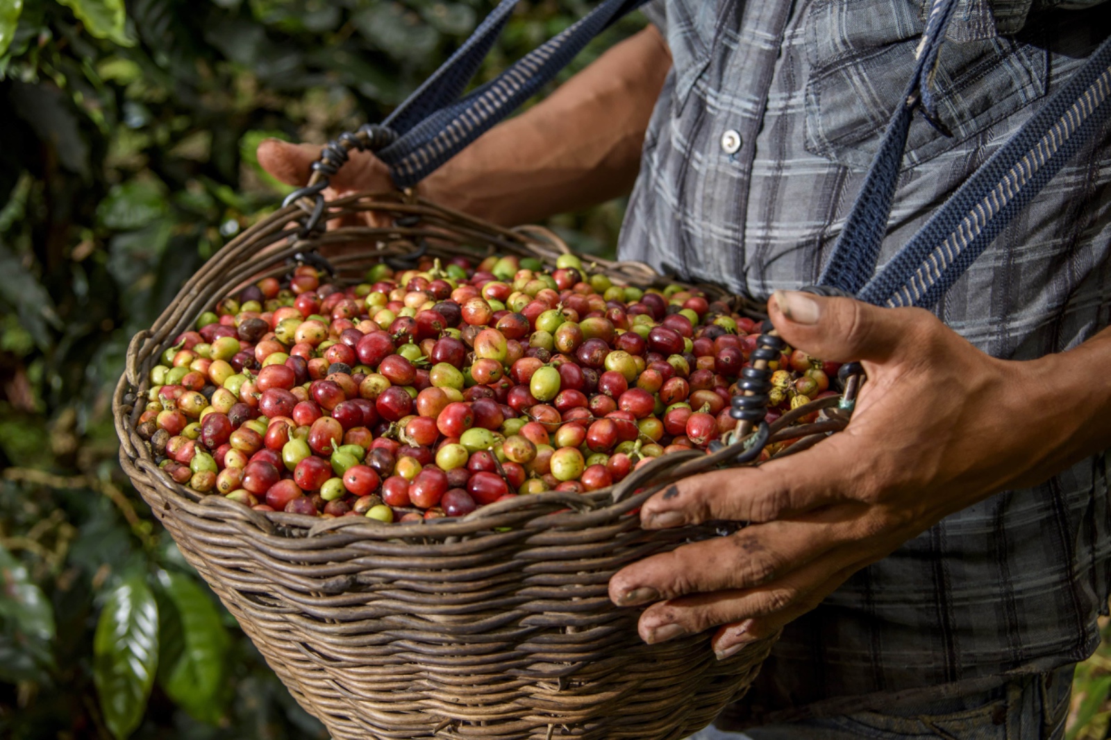 Perú se mantiene como el noveno productor mundial de café convencional y destaca internacionalmente por la calidad de sus cafés especiales, como el café Tunki de Puno, premiado en 2010 como el mejor café especial del mundo. (Foto: Difusión)