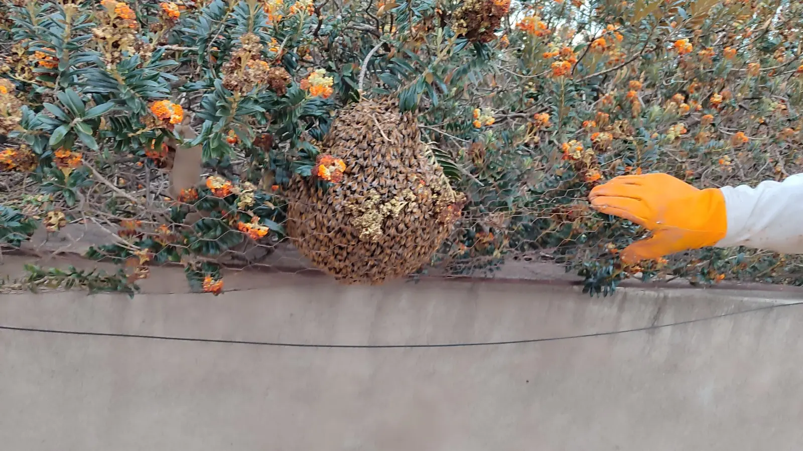 Los enjambres aparecieron como parte de un proceso natural de enjambrazón, en el que miles de abejas se agrupan temporalmente mientras buscan un nuevo lugar para establecer su colmena. (Foto: Difusión)