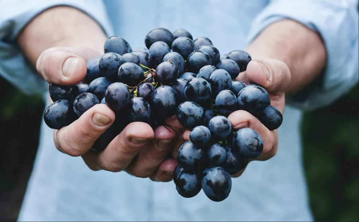 Plaguicidas biológicos como solución natural para manejo de plagas