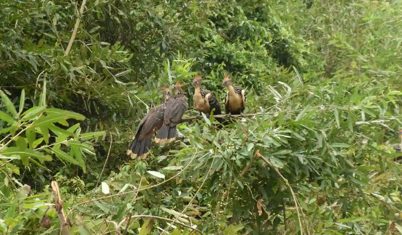Madre de Dios busca cambiar su imagen apelando a su rica biodiversidad y cultura