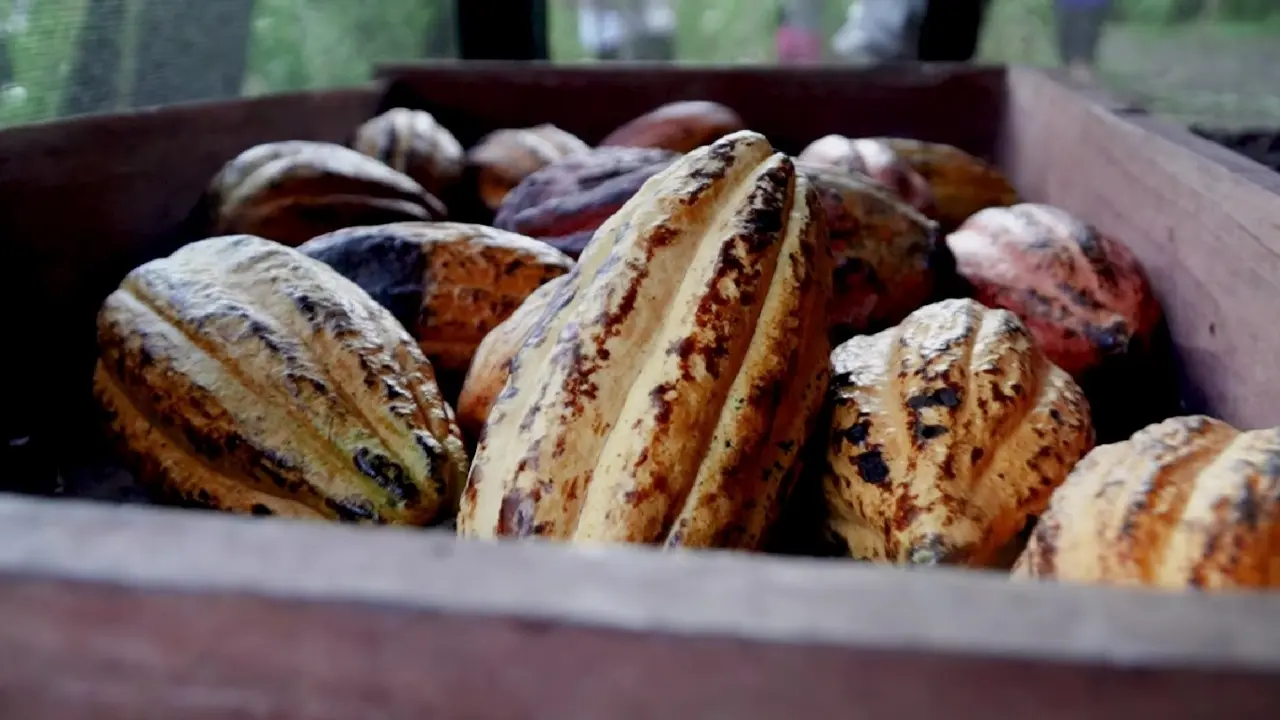 Mariscal Cáceres es otra provincia productora de cacao de calidad (foto: Expovida).