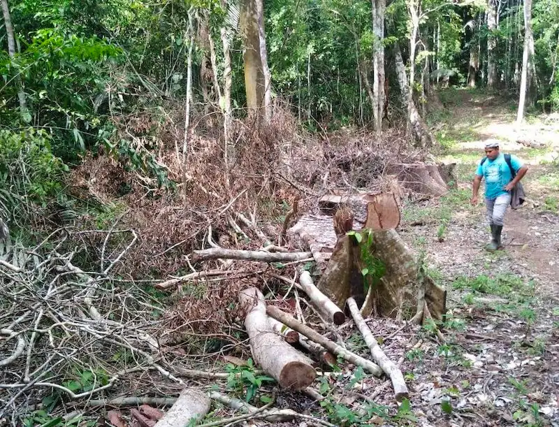 Congreso de la República aprobó la ley que declara de interés nacional la protección del bosque Macuya (foto: Mongabay).