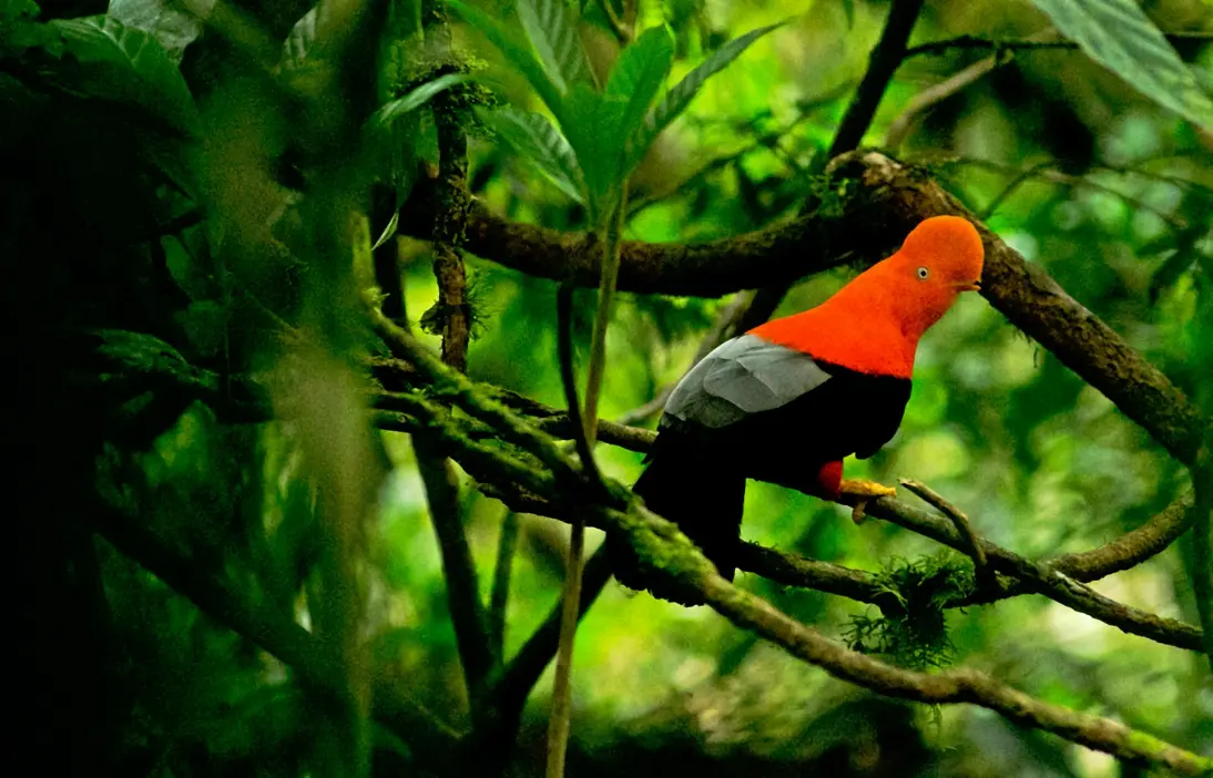 Nuevo billete de S/200 muestra al gallito de las rocas