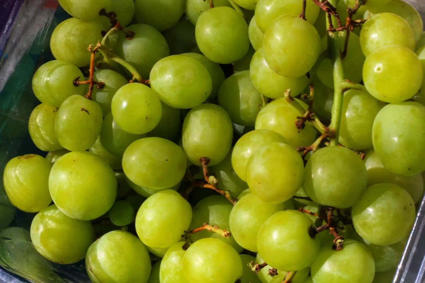 Comer uvas verdes, cábala de Año Nuevo amigable con el ambiente