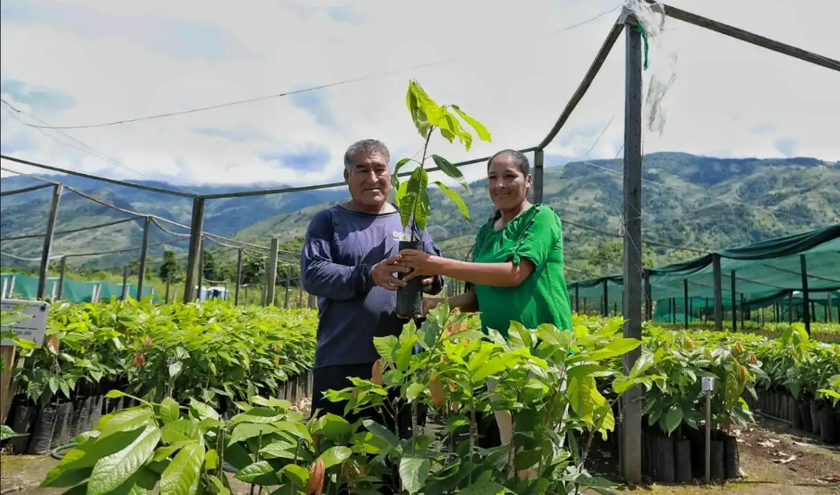 Vraem: Entregan más de 159 mil plantones de cacao injertados en Santa Rosa