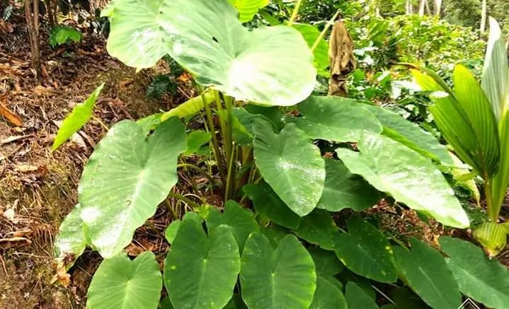 Pituca: Un tubérculo beneficioso para nuestra salud 