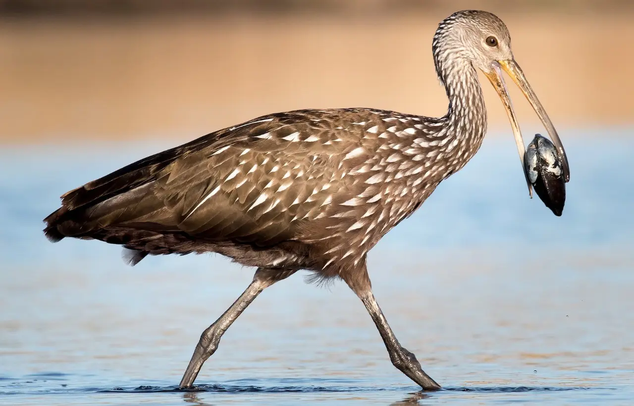 Carrao (foto: eBird).