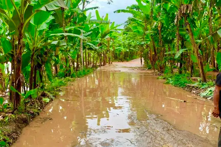 Varias zonas de cultivo de Leoncio Prado, región Huánuco, se han visto afectadas por las inundaciones.