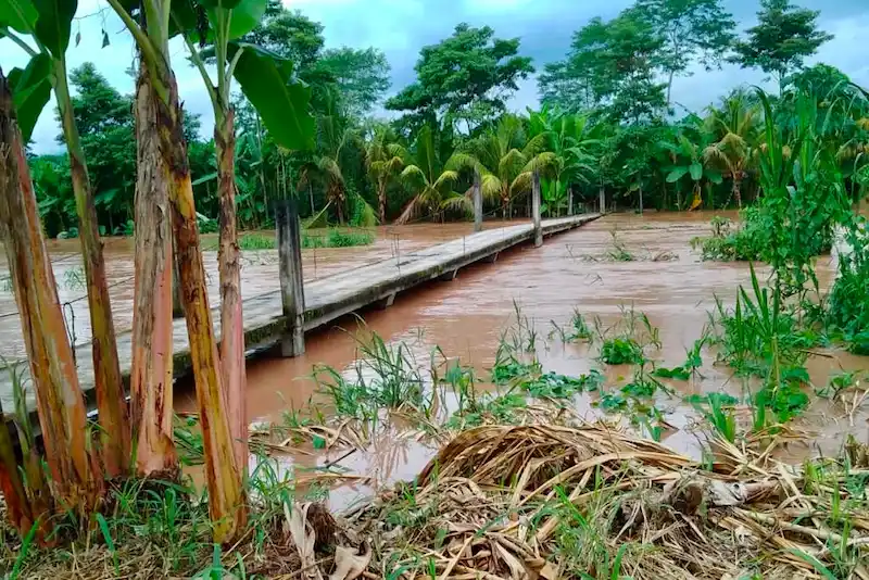 En Venenillo, se han perdido más de mil hectáreas de plátano.