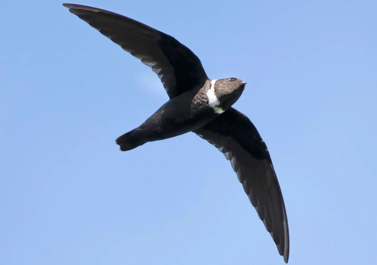 Vencejo de collar blanco (foto: eBird).