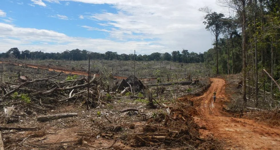 Cambios a la Ley Forestal incentivan el tráfico de tierras, deforestación y la degradación de bosques. (Foto: Gestión)
