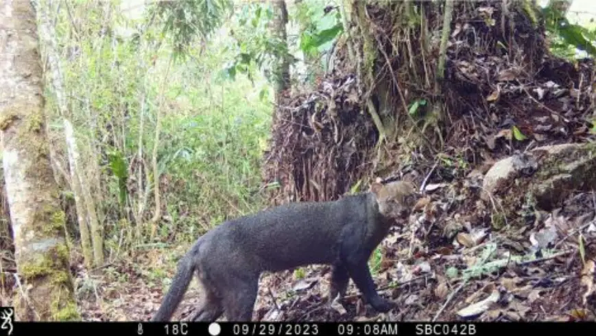 Las cámaras trampa: Instrumentos para descubrir nuestra rica biodiversidad