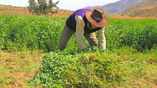 La inversión fue destinada para atender a 13 mil familias productoras de la región Junín. (Foto: Agro Rural).
