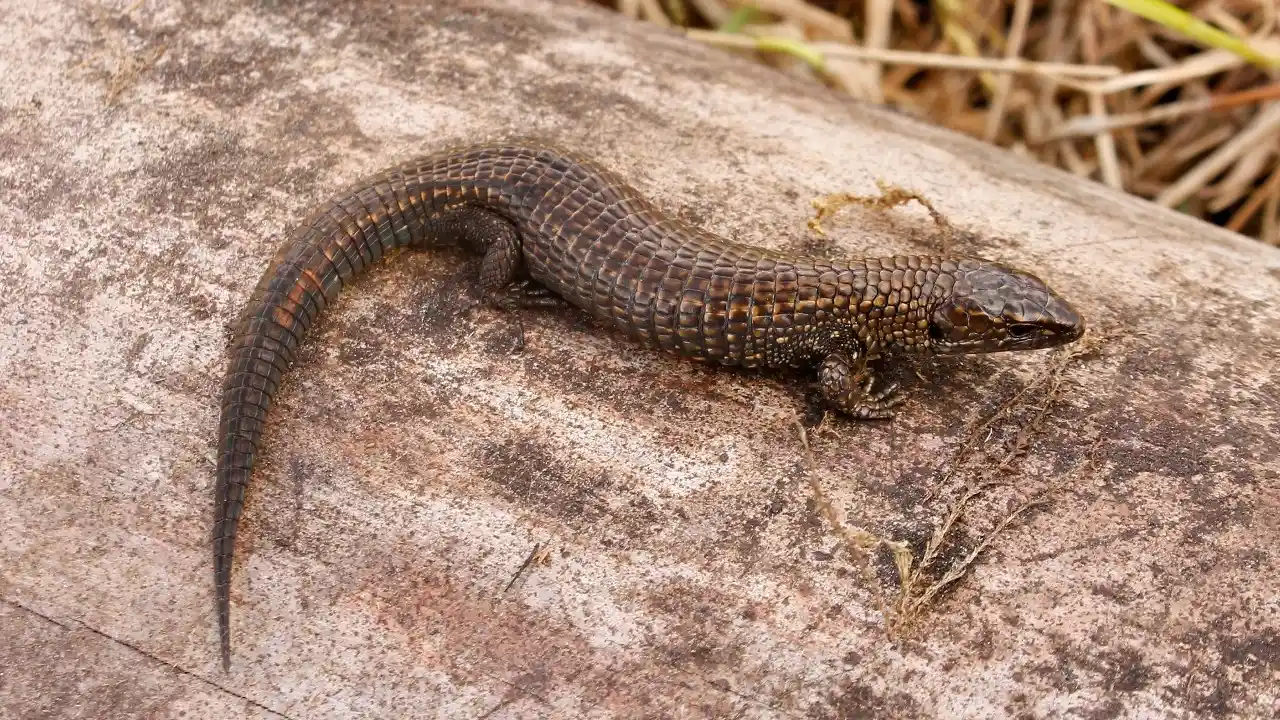 Especies de lagartijas Petracola-shurugojalcapi.