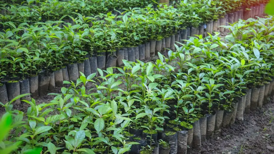 Los plantones fueron entregados a las comunidades de San Pascual, El Milagro, Bajo Marankiari y Alto Paureli. (Foto: Muni Satipo).