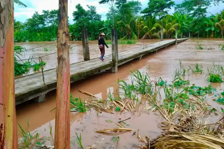 1 657.4 hectáreas de cultivos fueron afectados y 720.135 hectáreas se perdieron por las intensas lluvias. La provincia más dañada fue Leoncio Prado. También hay 262 animales afectados y 307 animales perdidos.