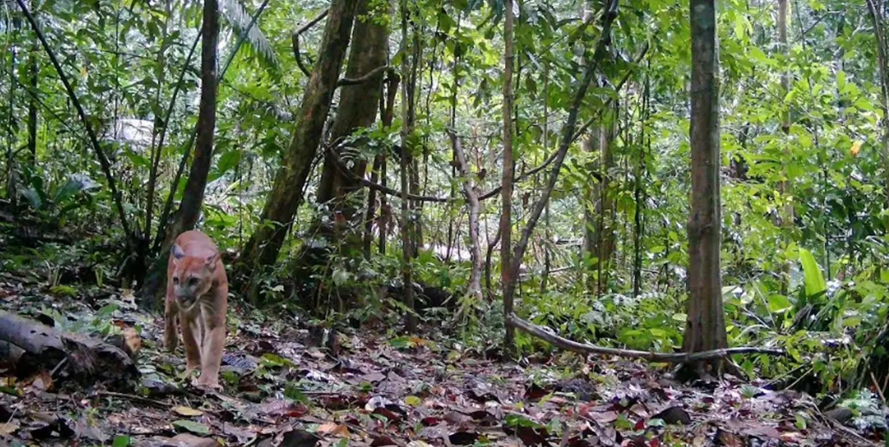 El temible puma también fue avistado en el Parque Nacional Sierra del Divisor. (Foto: captura de video del Sernanp).