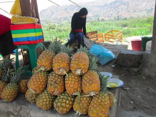 Uno de los proyectos apoyará en el desarrollo productivo de la piña golde. (Foto: Chavimochic).