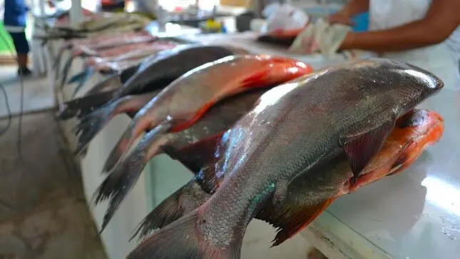 El paco contiene gran cantidad de proteína con 17 gramos por cada 100 gramos de carne. (Foto: Gore Madre de Dios)