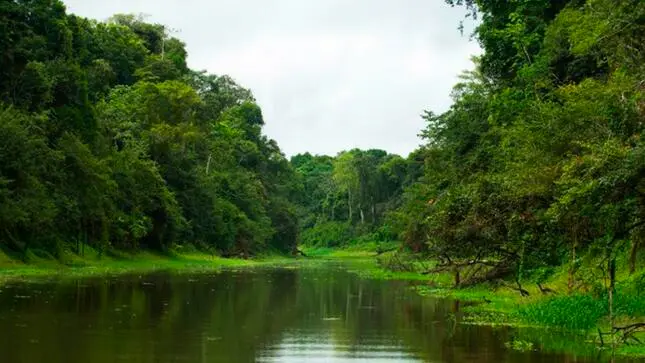 Ucayali es la segunda región con mayor presencia de bosques. (Foto: Minam).