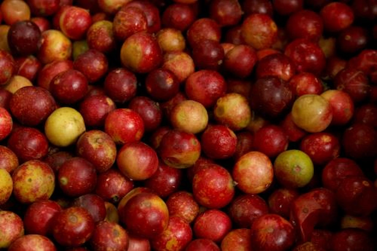 El camu camu es una de las 553 frutas originarias de Perú y crece de forma silvestre en las riberas de los ríos y en los terrenos inundables de la Amazonía. Es emblemático de Ucayali. Es una gran fuente de hierro y fósforo, necesarios para combatir y prevenir la anemia. (Foto: Andina).