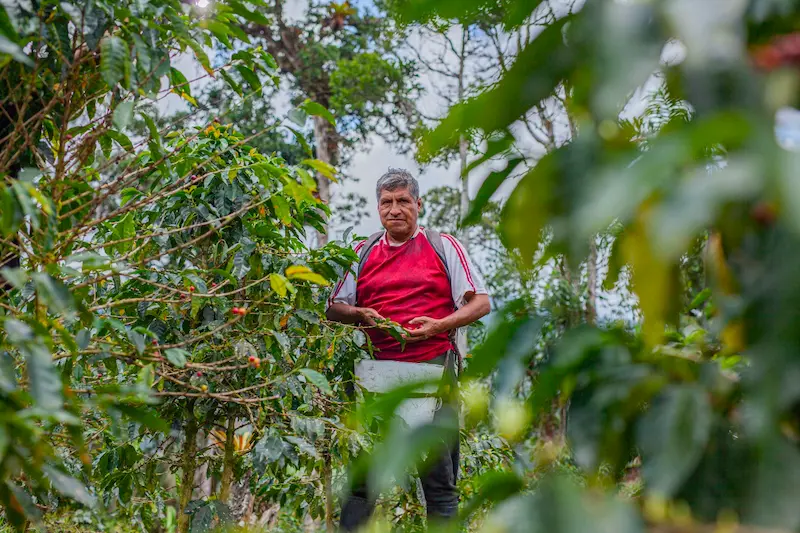 Iniciativa beneficiará a familias caficultoras de Boquerón, región Ucayali.