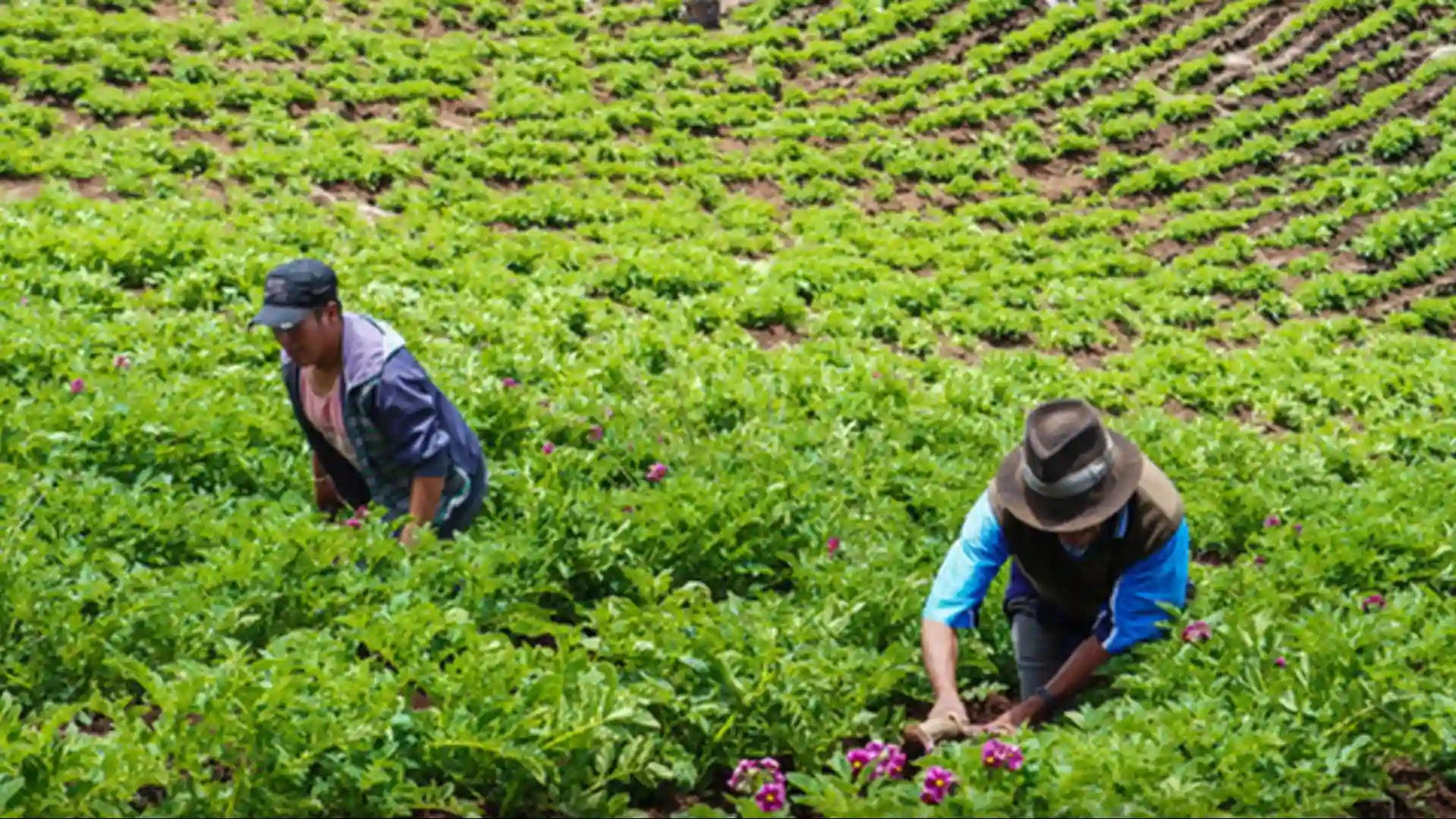 productores-agricultura-pachitea