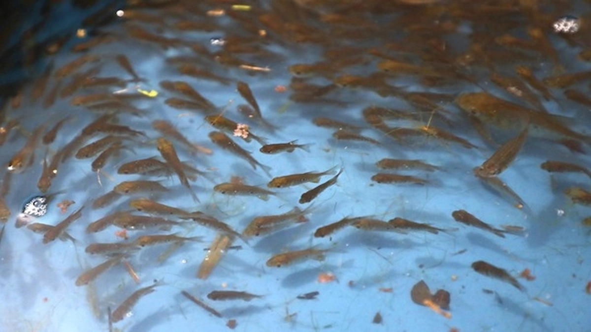 Este año, el IIAP busca producir y donar más de dos millones de alevinos de las especies locales gamitana, paco y boquichico. (Foto: Minam).