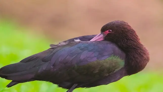 El informe muestra datos sobre los cambios en estas aves durante un año. (Foto: Minam).