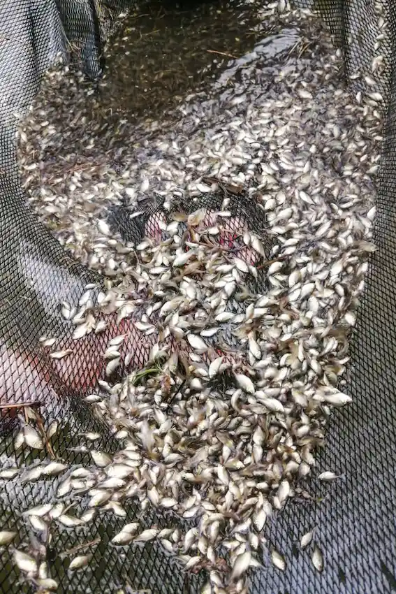 Esta comercialización contribuye a la seguridad alimentaria de las familias de Ucayali.