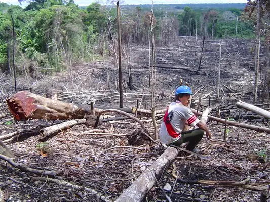 El reporte señala que 10 empresas habrían talado ilegalmente alrededor de 13 mil hectáreas de Amazonía en los últimos años. (Foto: El Peruano).