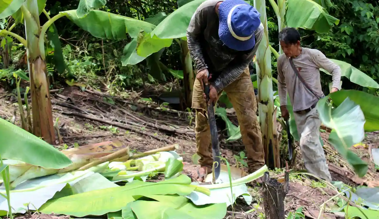Productores de Junín y Ayacucho fortalecen capacidades en escuelas de campo