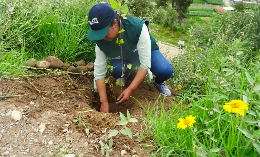 Junín: Siembran 500 árboles forestales en mirador de Huama Huata
