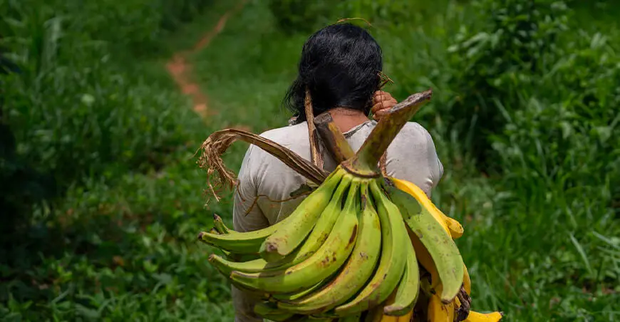 Comunidad nativa de la región Ucayali desarrollará el cultivo del plátano. (Foto: Agroperú).