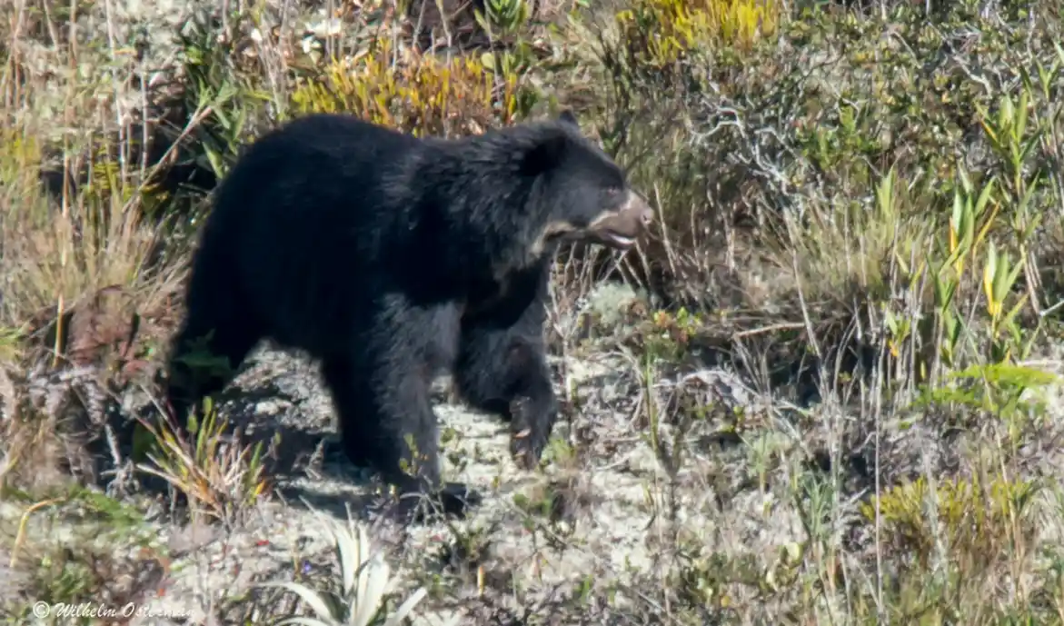 El oso de anteojos dorado de Corosha: Un caso único en el mundo