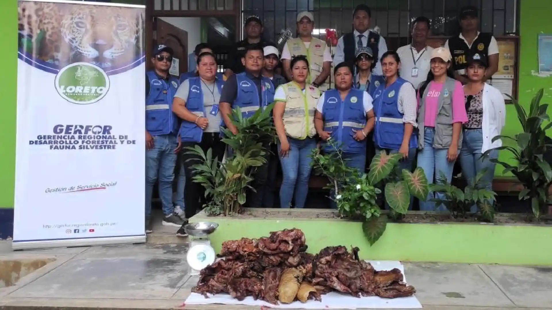 La incautación se realizó en la ciudad de Yurimaguas, provincia de Alto Amazonas, región Loreto. (Foto: Gerfor).