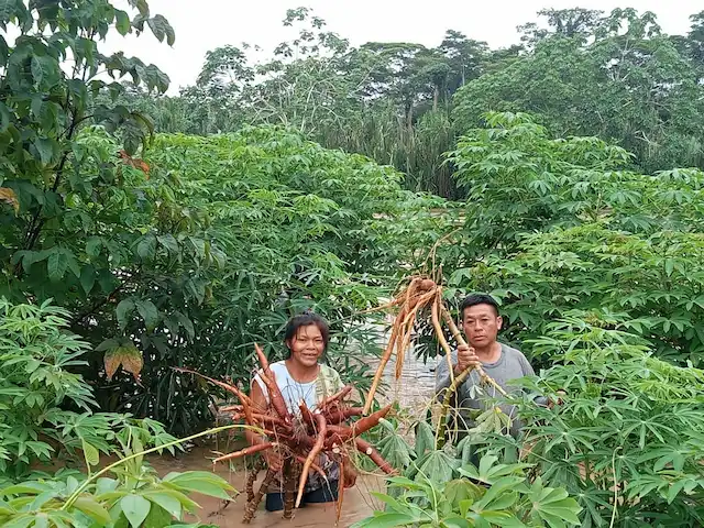 350 viviendas han sido damnificadas, de acuerdo al municipio. (Foto: Municipalidad de Purús).
