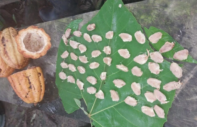 Destacan el notable valor del cacao nativo producido en las reservas comunales