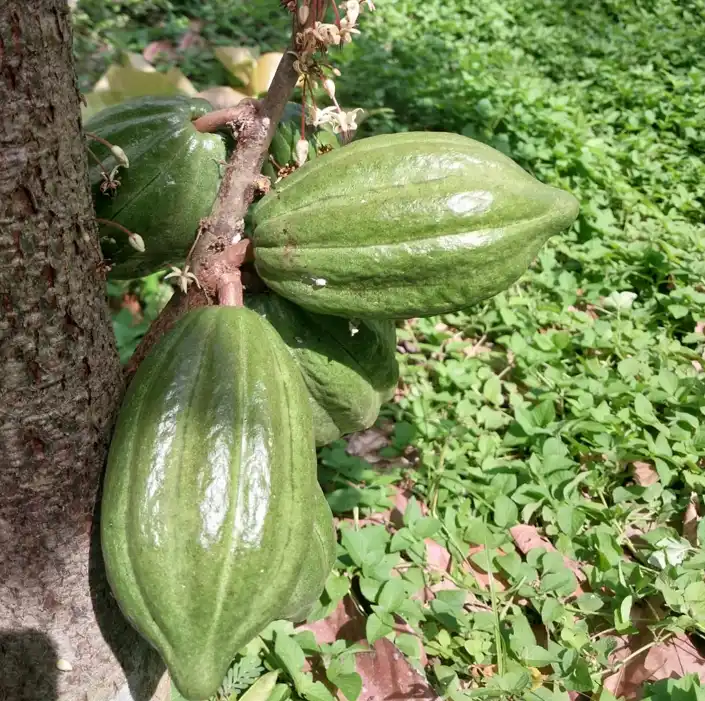 Destacan el notable valor del cacao nativo producido en las reservas comunales