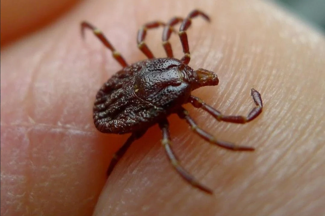 San Martín: Presencia de garrapatas ocasiona suspensión de clases presenciales en colegio