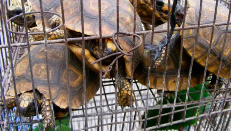 Cusco: Firman contrato para combatir tráfico de fauna silvestre en aeropuerto internacional 