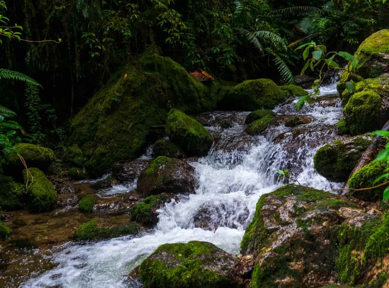 Oxapampa: Parque Nacional Yanachaga Chemillén es el principal proveedor de agua