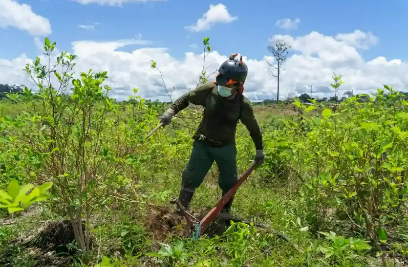 Erradican más de 2000 hectáreas de cultivos ilegales de hoja de coca