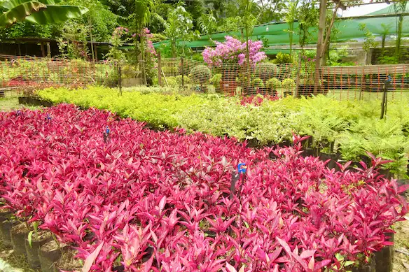 Este año, los emprendedores esperan el florecimiento de entre cinco a siete mil plantas. (Foto: Inforegión)