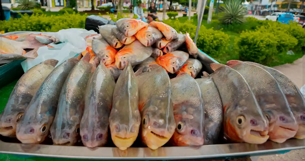 Huánuco: Comercializan 25 toneladas de pescado en Leoncio Prado