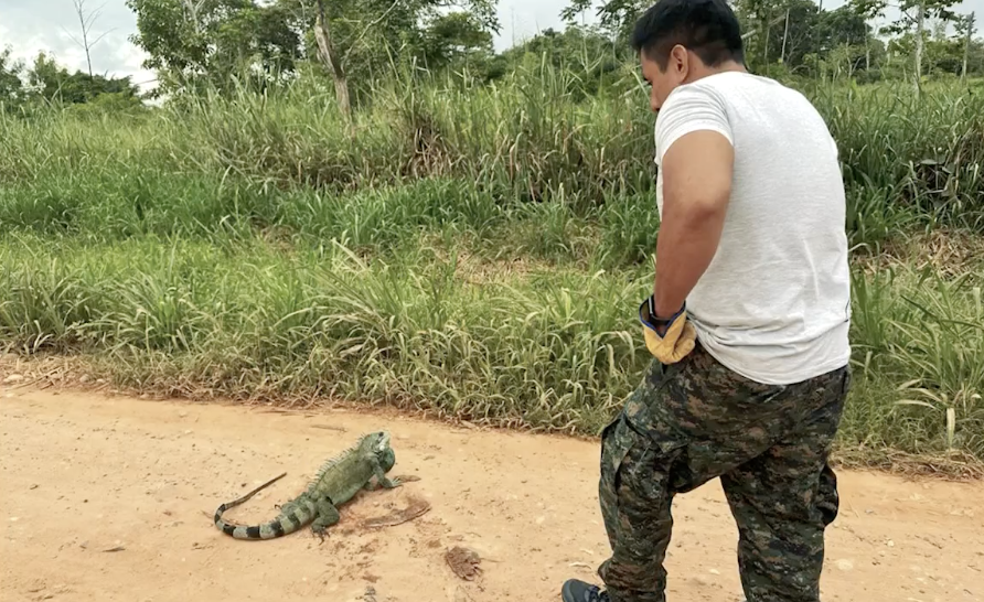 La iguana fue encontrada en el kilómetro 8 de la carretera Federico Basadre. (Foto: Gerencia Regional Forestal y de Fauna Silvestre).