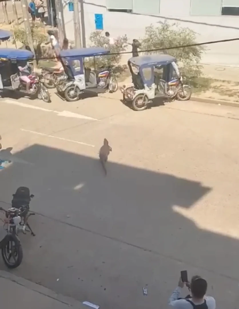 Hace unas semanas, dos lagartos en Pucallpa.