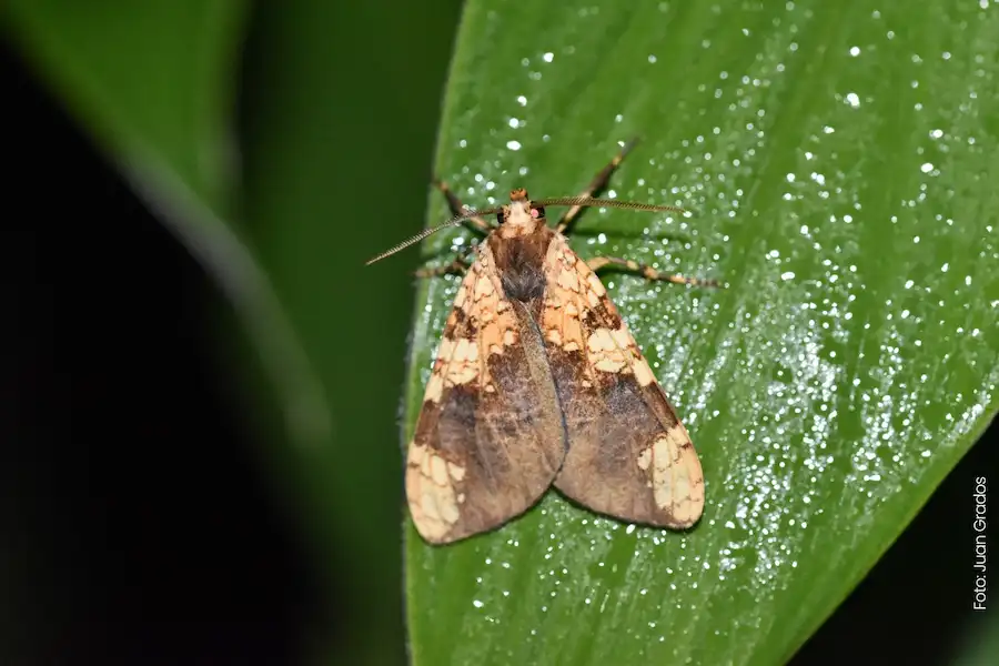 Descubren nueva especie de mariposa en Machupicchu